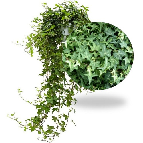 Hedera helix 'Pittsburgh' - Harilik luuderohi 'Pittsburgh' P9/0,55L